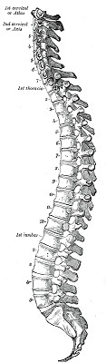 spinal_column (42K)